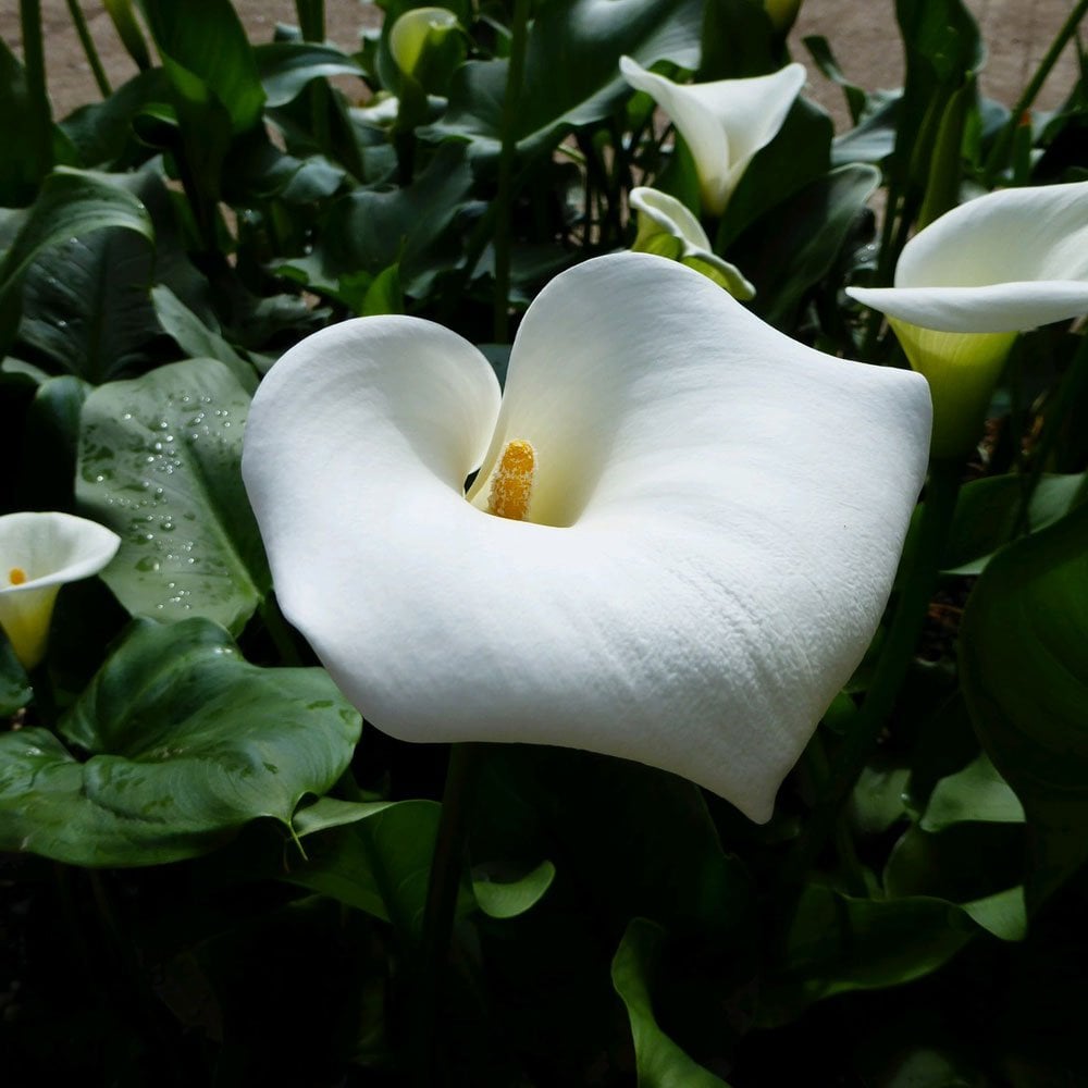 Zantedeschia Aethiopica Crowborough - Arum Lily