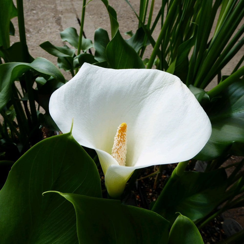 Zantedeschia Aethiopica Crowborough - Arum Lily
