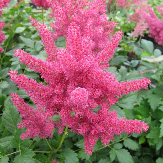 Astilbe Red - False Goats Beard