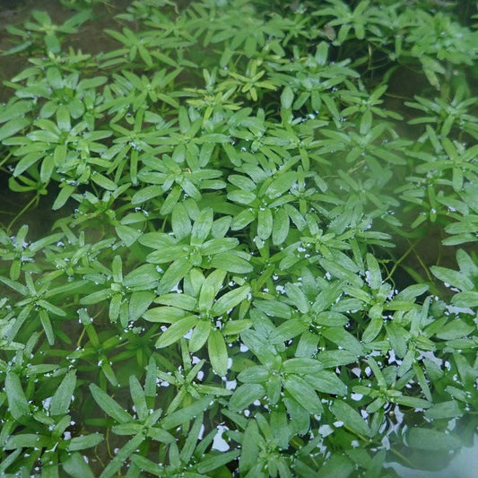 Callitriche Stagnalis - Starwort Bunches (5pk)