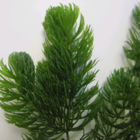 Ceratophyllum Demersum - Hornwort Bunches (5pk)