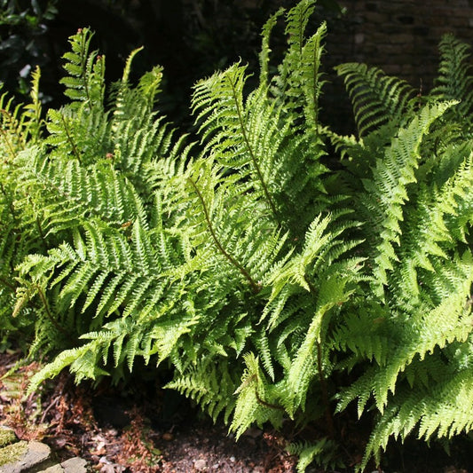 Dryopteris Filix Mas - Male Fern 9cm (3pk)