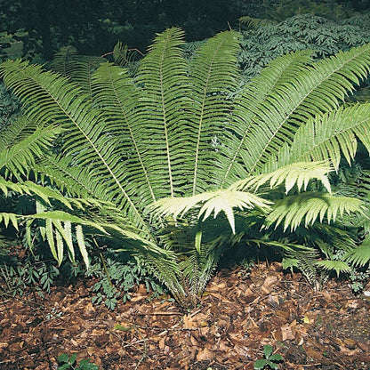 Matteuccia Struthiopteris - Ostrich Fern 9cm (3pk)