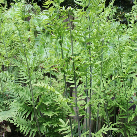 Osmunda Regalis - Royal Fern 9cm (3pk)