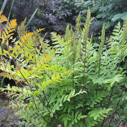 Osmunda Regalis - Royal Fern 9cm (3pk)