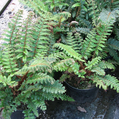 Polystichum Polyblepharum - Japanese Tassel Fern 9cm (3pk)