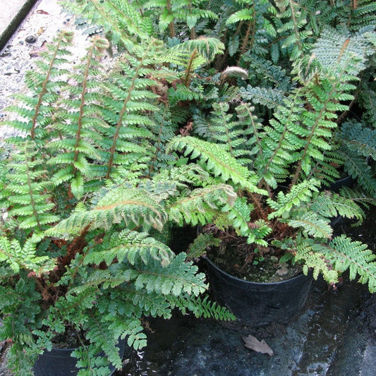 Polystichum Polyblepharum - Japanese Tassel Fern 9cm (3pk)