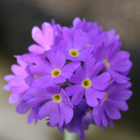 Primula Denticulata 9cm (3pk)