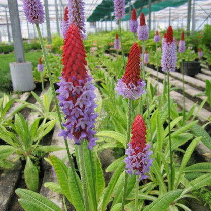 Primula Vialii 9cm (3pk)
