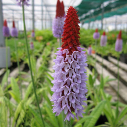 Primula Vialii 9cm (3pk)