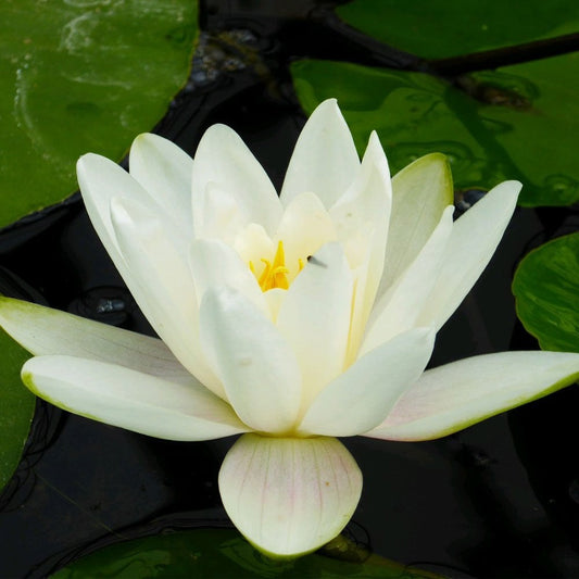 Nymphaea Albatross 3Ltr
