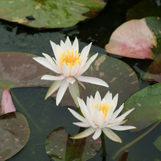 Nymphaea Arc-En-Ciel 3Ltr