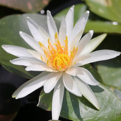 Nymphaea Arc-En-Ciel 3Ltr