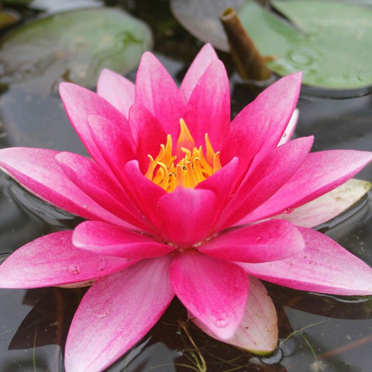 Nymphaea Attraction