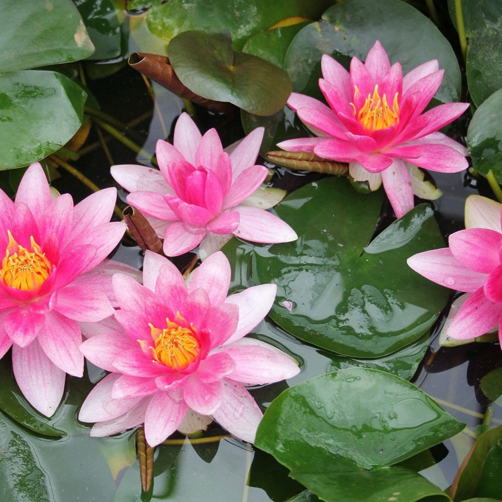 Nymphaea Attraction