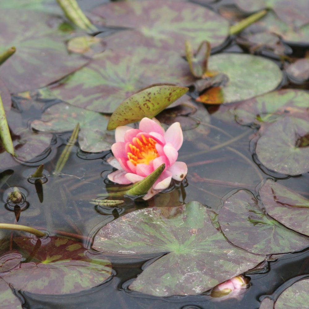 Nymphaea Aurora