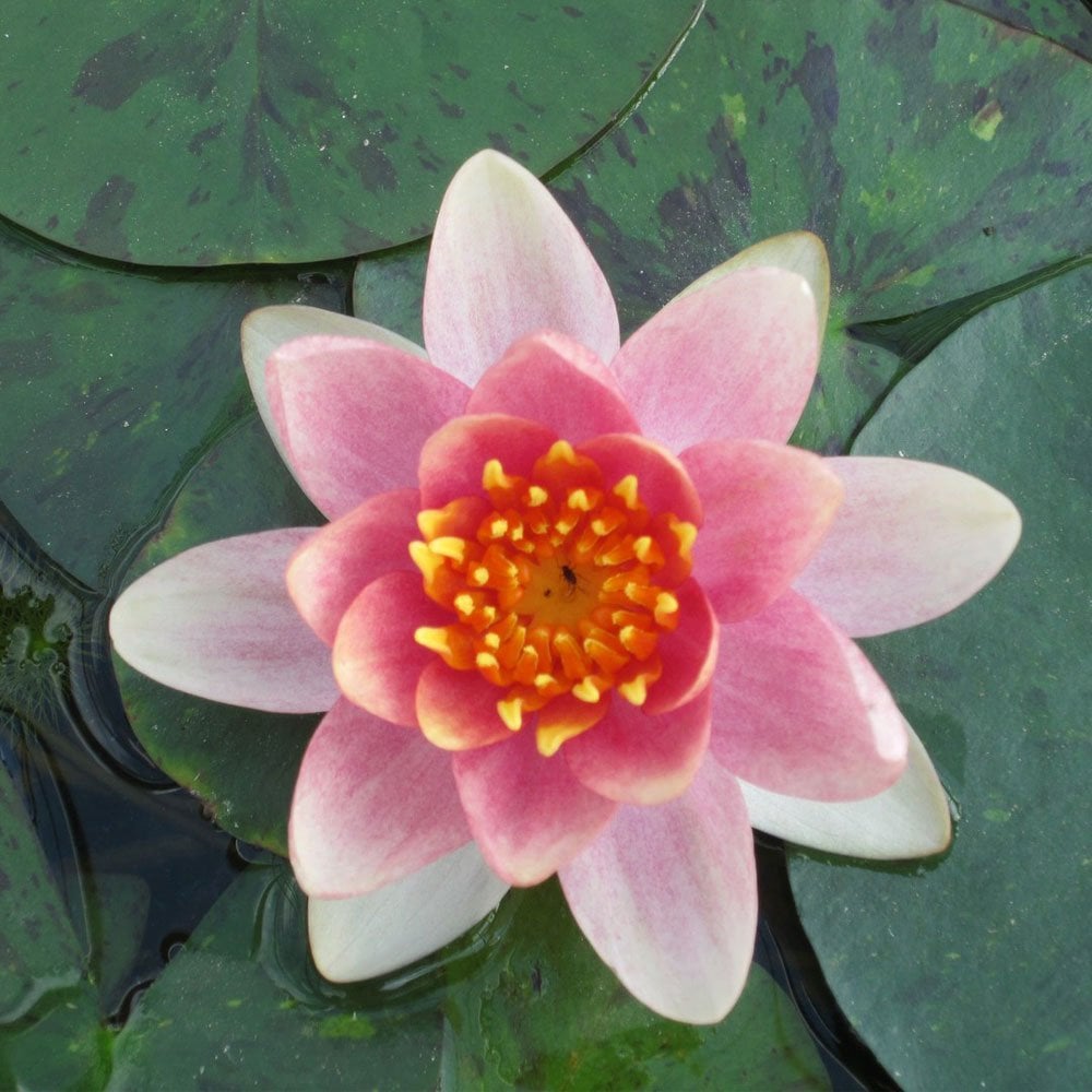 Nymphaea Aurora