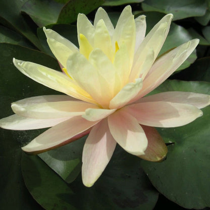 Nymphaea Barbara Dobbins
