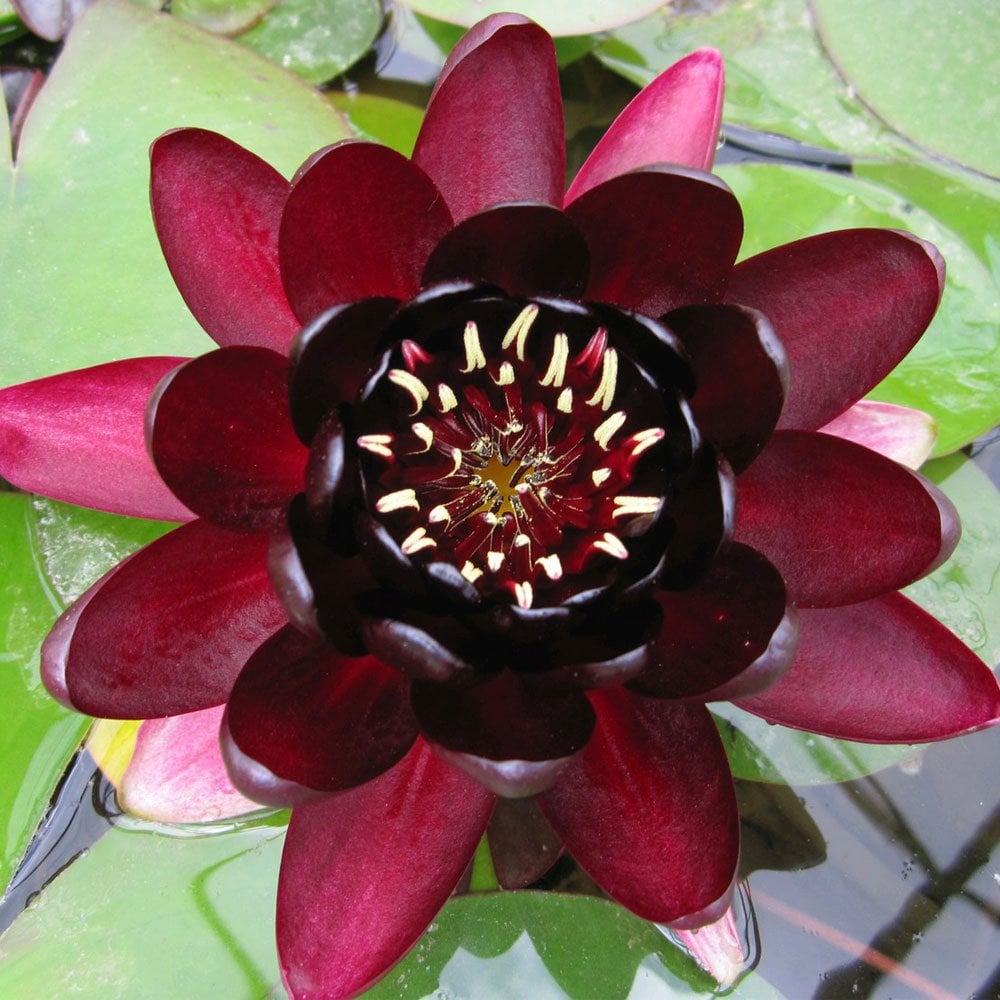 Nymphaea Black Princess