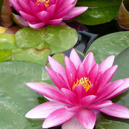 Nymphaea Charles de Meurville 3Ltr