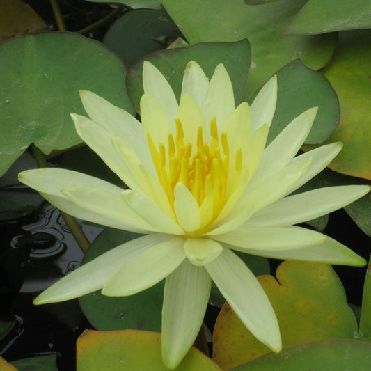 Nymphaea Colonel A J Welch 3Ltr