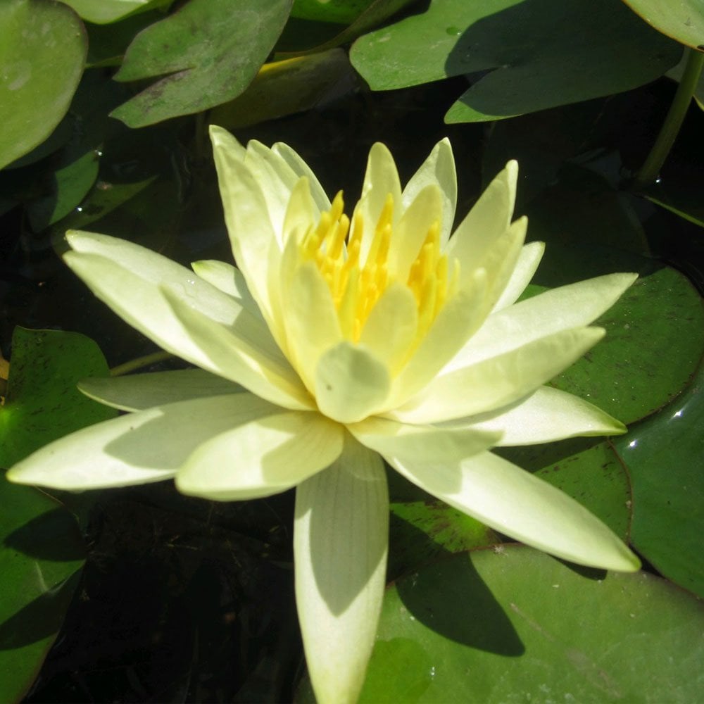 Nymphaea Colonel A J Welch 3Ltr