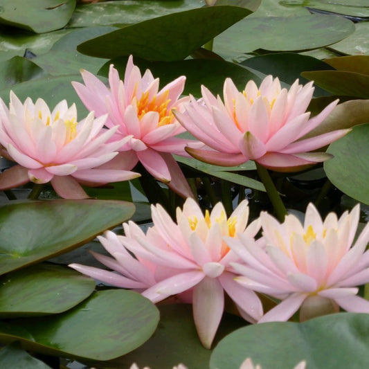 Nymphaea Colorado