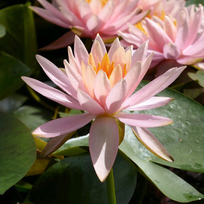 Nymphaea Colorado