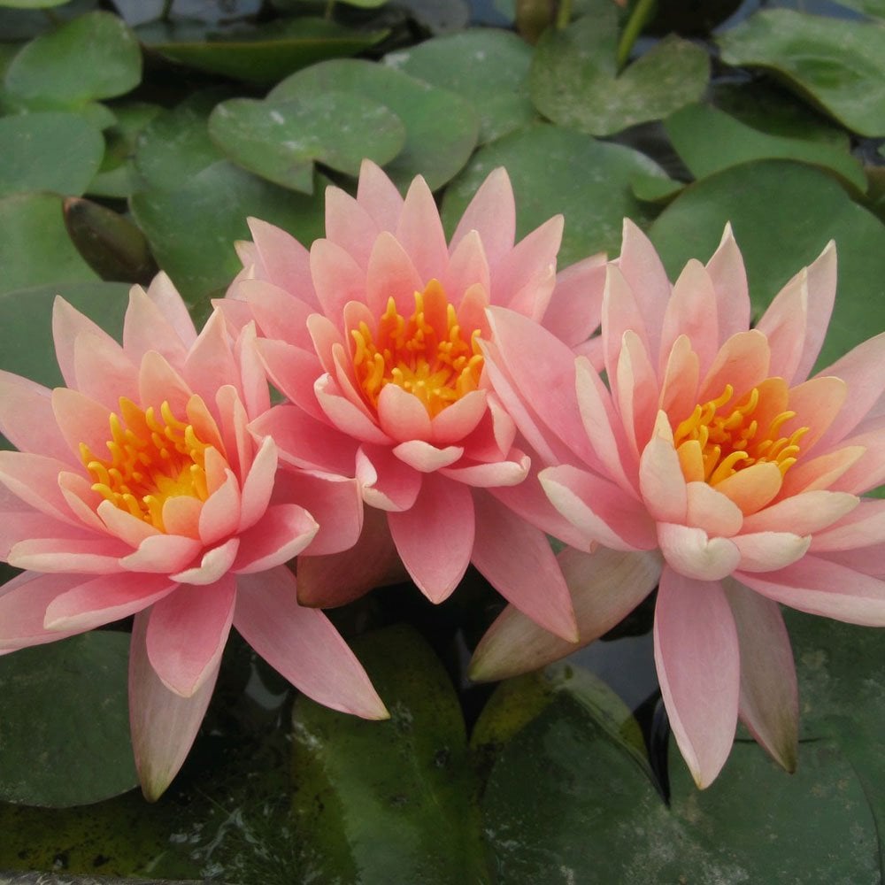 Nymphaea Colorado
