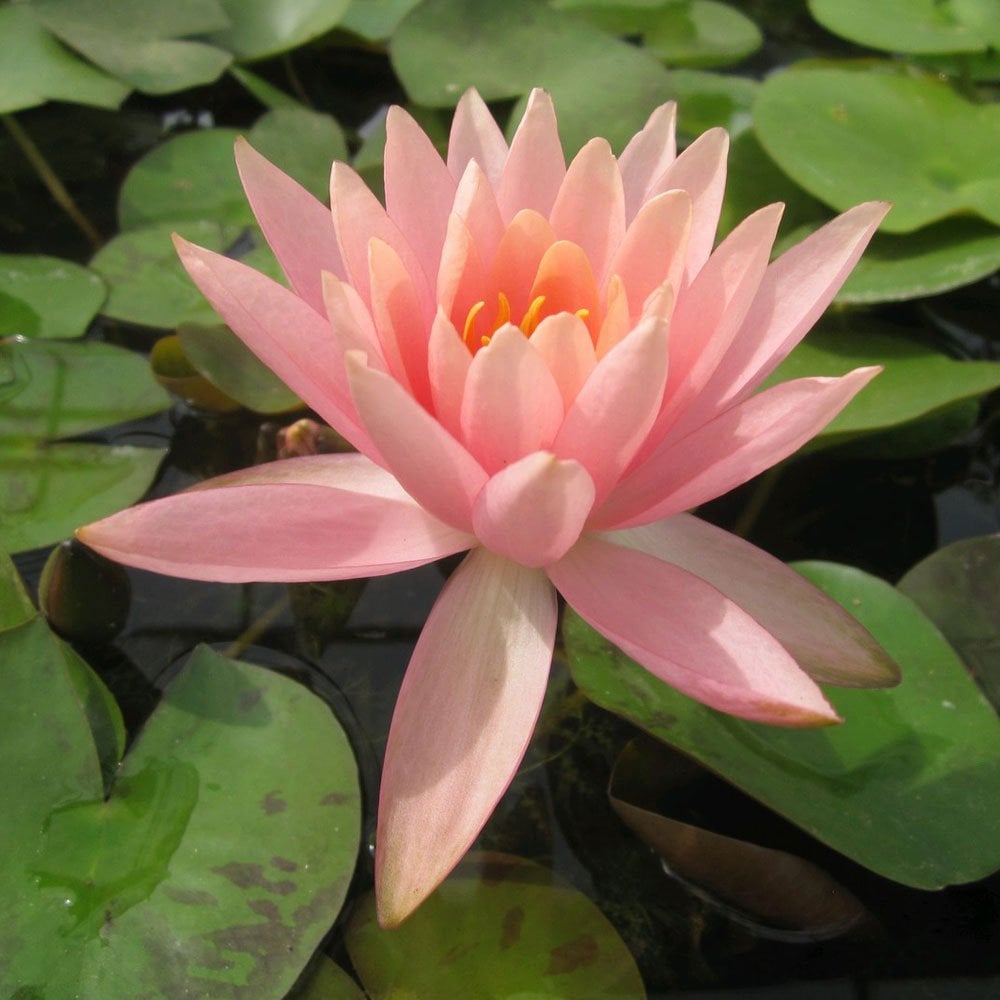 Nymphaea Colorado