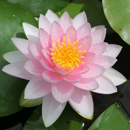Nymphaea Darwin Hollandia