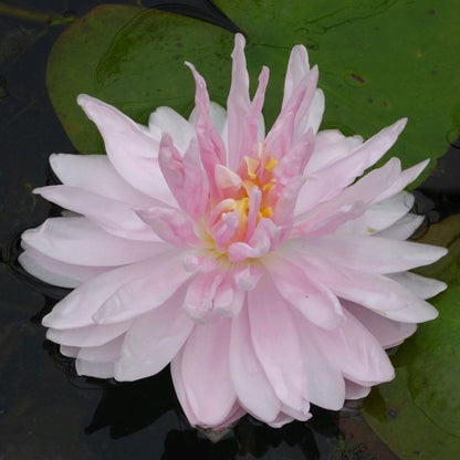 Nymphaea Gloire Temple Sur Lot 3Ltr
