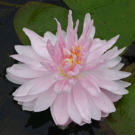 Nymphaea Gloire Temple Sur Lot 3Ltr