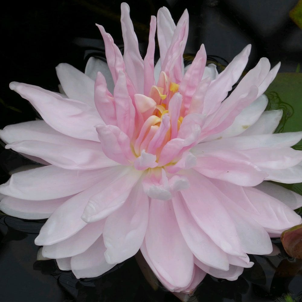 Nymphaea Gloire Temple Sur Lot 3Ltr