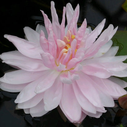 Nymphaea Gloire Temple Sur Lot 3Ltr
