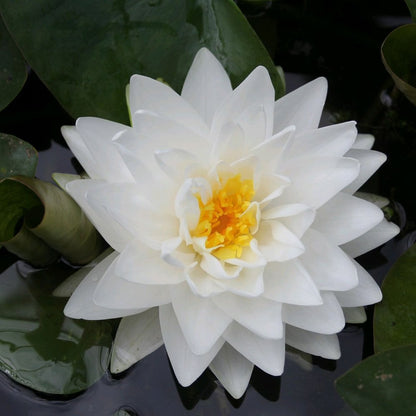 Nymphaea Gonnere