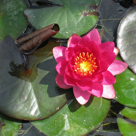 Nymphaea James Brydon 3Ltr