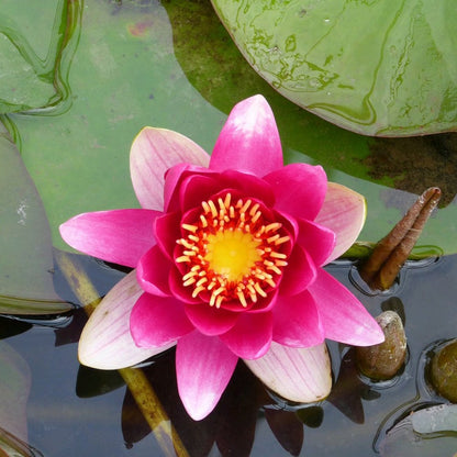 Nymphaea James Brydon 3Ltr