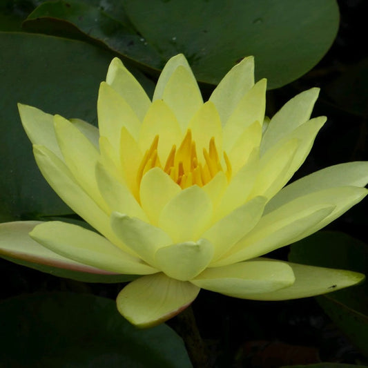 Nymphaea Joey Tomocik 3Ltr
