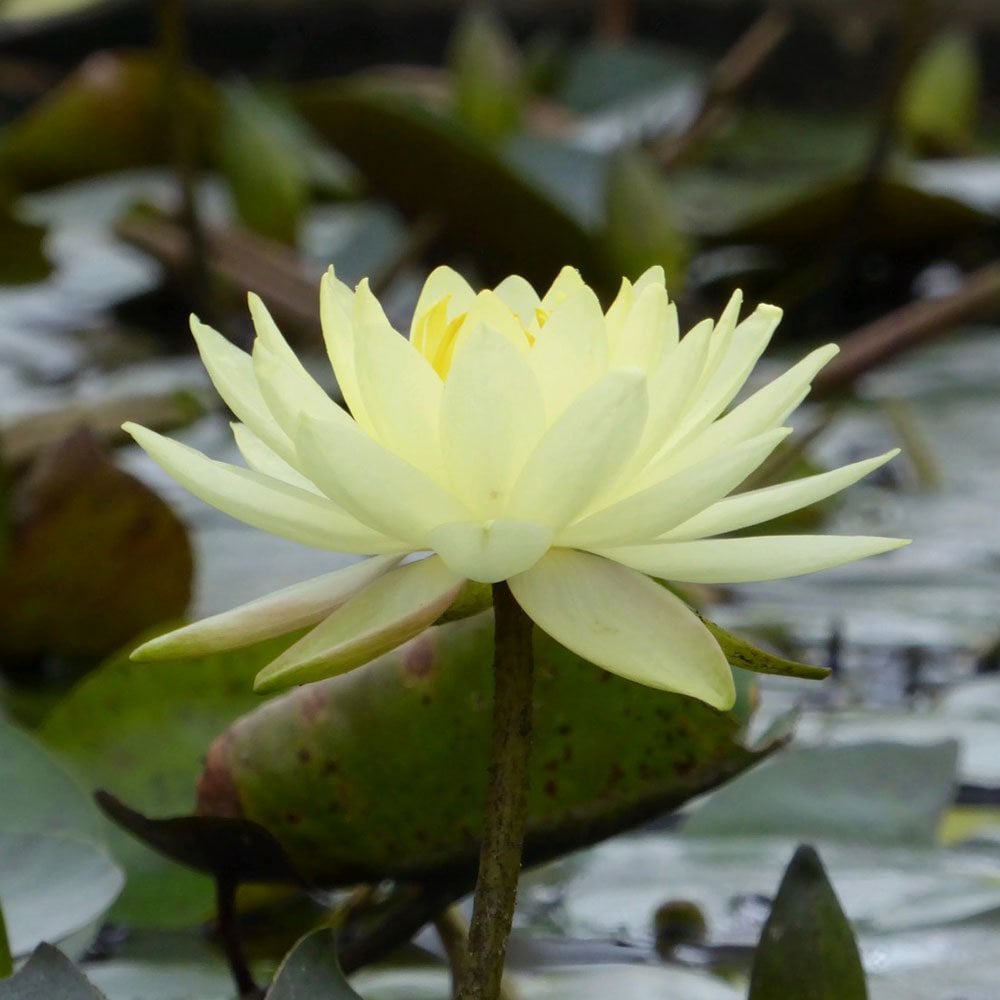Nymphaea Joey Tomocik 3Ltr