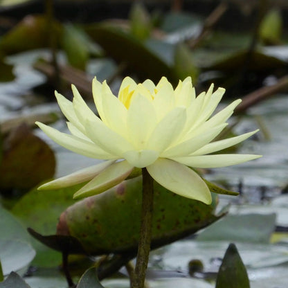 Nymphaea Joey Tomocik 3Ltr
