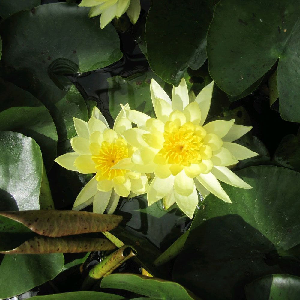 Nymphaea Joey Tomocik 3Ltr