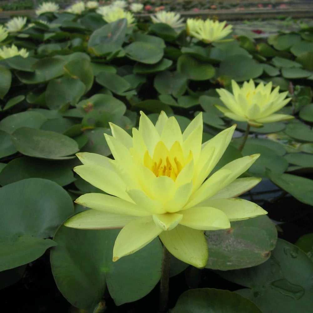 Nymphaea Joey Tomocik 3Ltr