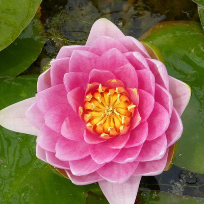 Nymphaea Madame Wilfron Gonnere