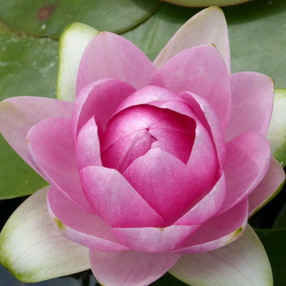 Nymphaea Madame Wilfron Gonnere