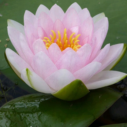 Nymphaea Madame Wilfron Gonnere