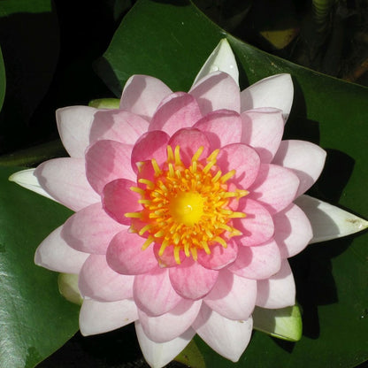 Nymphaea Madame Wilfron Gonnere