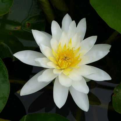 Nymphaea Marliacea Albida 3Ltr