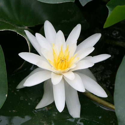 Nymphaea Marliacea Albida 3Ltr