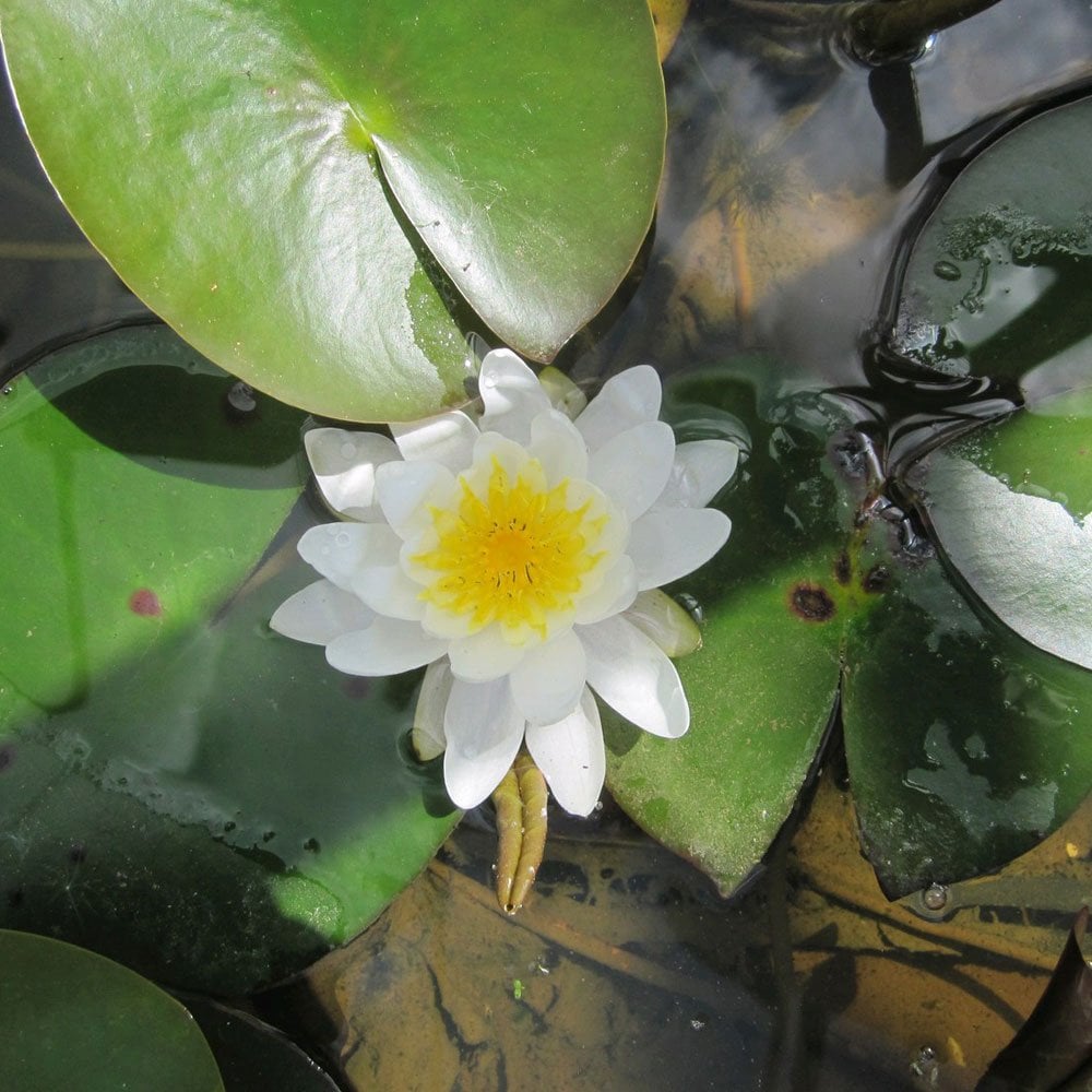 Nymphaea Marliacea Albida 3Ltr